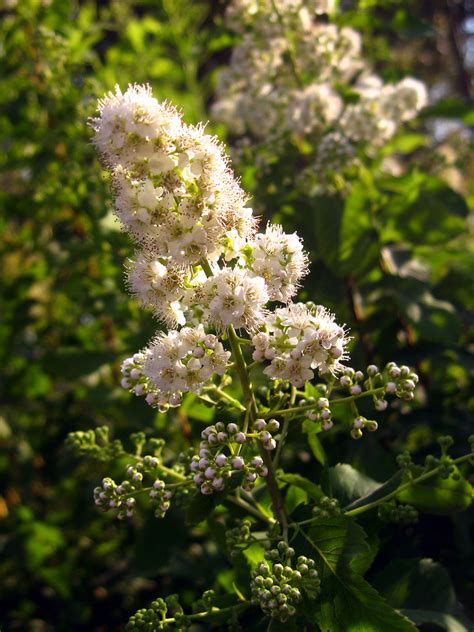 Спирея иволистная — Spiraea salicifolia cv. | Михаил | Flickr