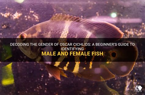 Decoding The Gender Of Oscar Cichlids A Beginners Guide To