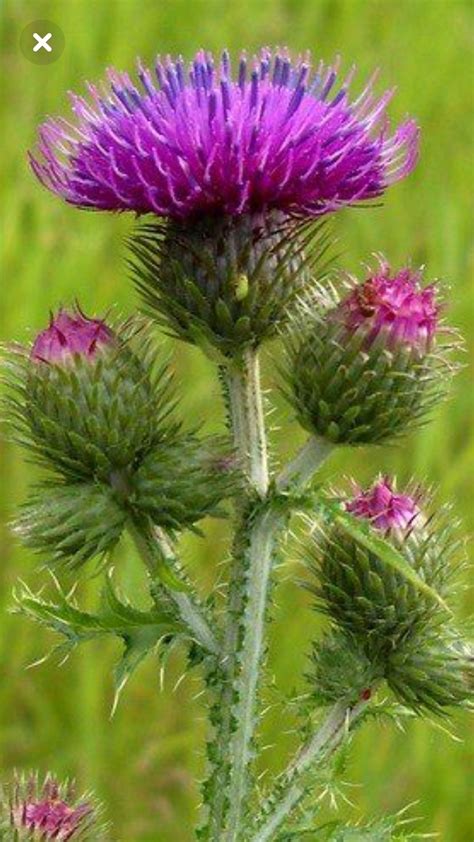 Types of weeds – Artofit