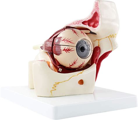 Amazon Luckfy X Enlarged Human Eye Model Eyeball Anatomy Model