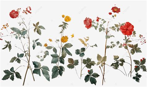Pressed Dead Flowers Skull Day Of The Dead Bone Png Transparent