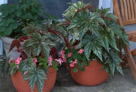 Бегония улитка уход в домашних условиях