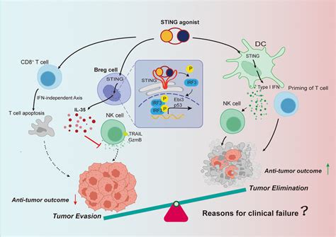 Upon Different Immune Cell Subsets Sting Agonists Have Distinct