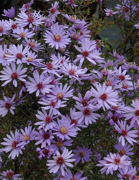 Aster Little Carlow – Knoll Gardens – Ornamental Grasses and Flowering