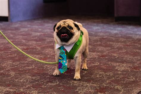 Photos: Bring Your Dog to the Movies Day at Uptown Cinema | Seattle Refined