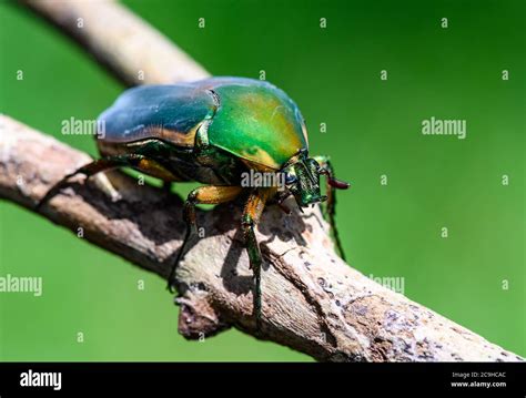 Green June Beetles