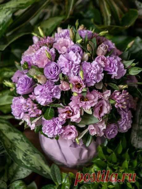 Цветы1 | Наталья | Советы по выращиванию и красивые фото на Постиле