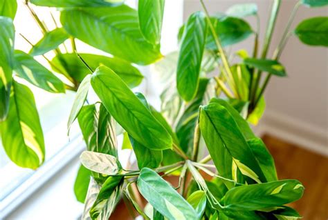 How To Grow And Care For Ctenanthe Never Never Plant