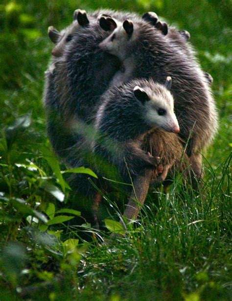 Pin on Opossum! - Possum