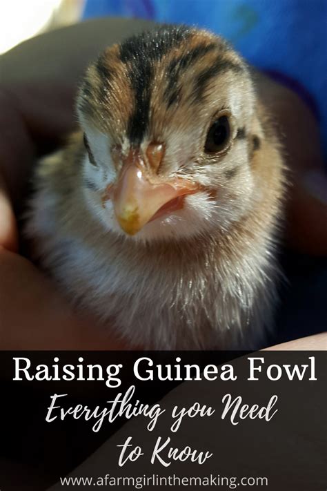 How To Raise Guinea Fowl 10 Tips For Raising Guinea Fowl In 2024