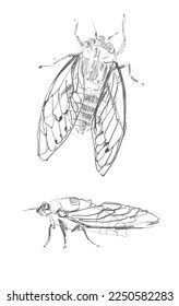 cicada hand drawn illustration summer insect stock illustration