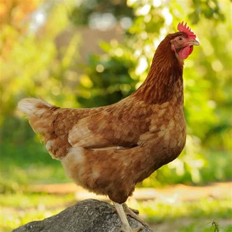 Golden Comet Chickens - Everything You Need to Know