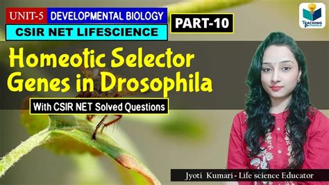 HOMEOTIC SELECTOR GENES OF DROSOPHILA DEVELOPMENTAL BIOLOGY OF