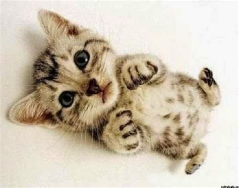 image de chat bebe image de