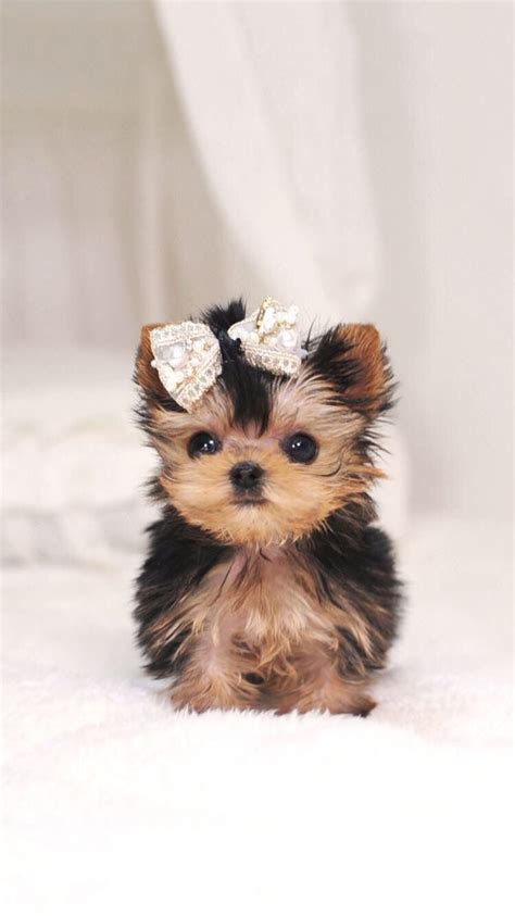 Cute Baby Dogs Wallpapers