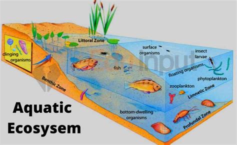 What Is An Aquatic Ecosystem?-Features, Classification, And Productivity