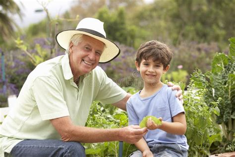 Grand P Re Et Petit Fils Travaillant Dans Le Potager Image Stock