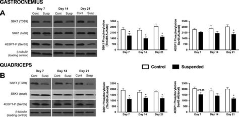 Interdependence Of Muscle Atrophy And Bone Loss Induced By Mechanical