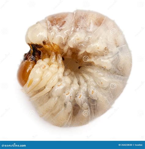 larvae  beetle stock photo image  white horizontal