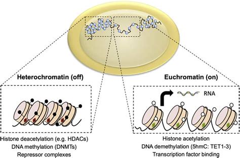 Chromatin Dynamics Influence Gene Transcription Dna Within A Cells