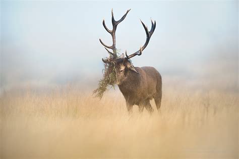 Red Deer Tony Moss Wildlife Photographer