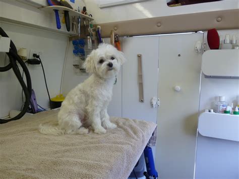 maltese dog grooming  angelas pet styling mobile grooming salon  portland oregon