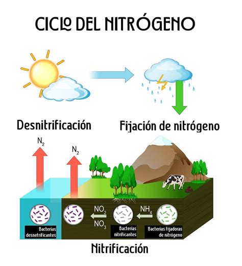 Efecto del NITRÓGENO para plantas Deficiencia o exceso