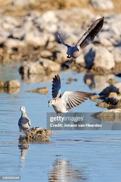 bird flying sequence stock  high res pictures  images