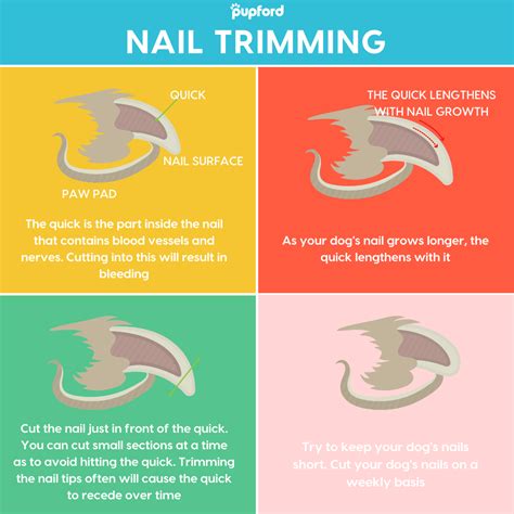 How to Trim Dog Nails at Home, Including Black Dog Nails | Pupford