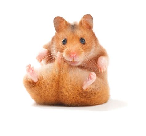 Hamster Picture 835 1000 Jpg - Hamster Stock Image Image Of Whiskers ...