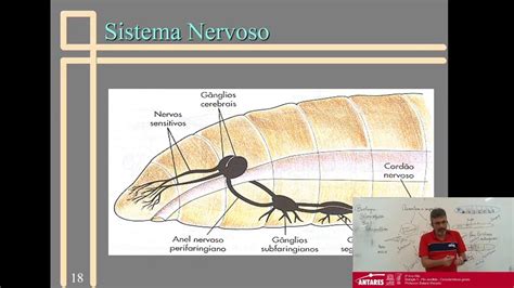 Ano Alfa Biologia Filo Anellida Caracter Sticas Gerais