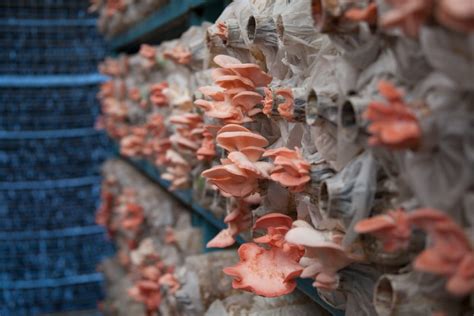 Growing Mushrooms For Beginners: A Step By Step Process - Reformation Acres