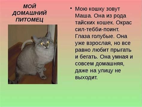 Рассказы про кошек - картинки и фото koshka.top
