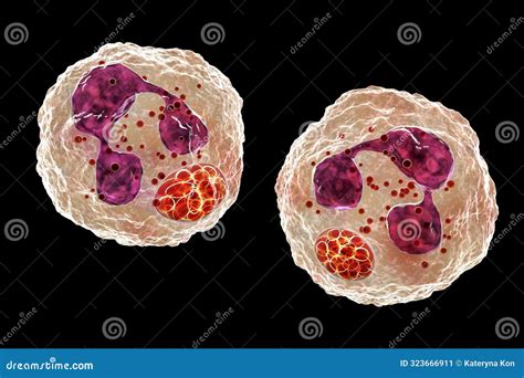 Anaplasma Bacteria Infecting Neutrophils Causing Various Tick Borne