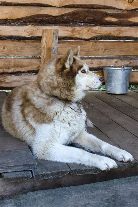 El Husky Siberiano De Raza Perro El Husky Siberiano Descansa En El