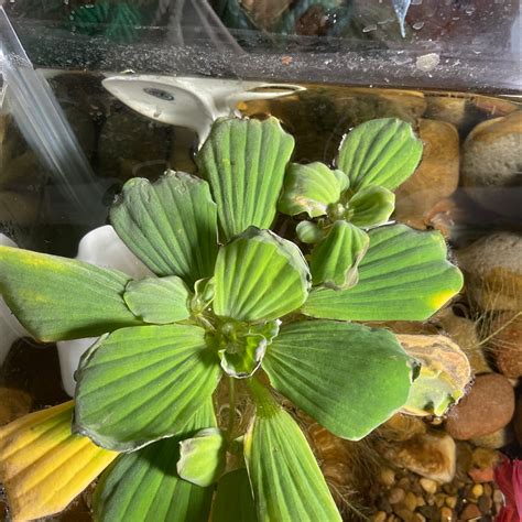 Why Are There Brown Spots On My Water Lettuce Leaves