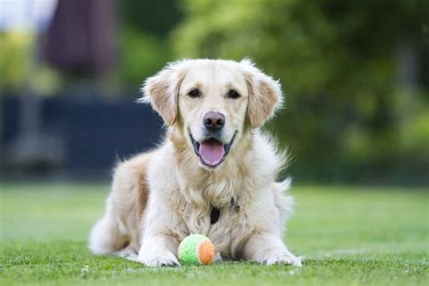 British Golden Retriever Types Of Golden Retrievers Popsugar Pets