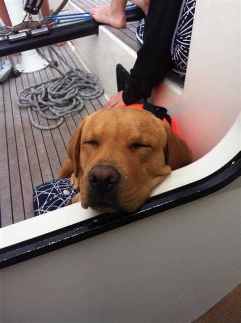 Meet Nilo – Our Zen Master and Sounding Board – Swiss Ocean Tech