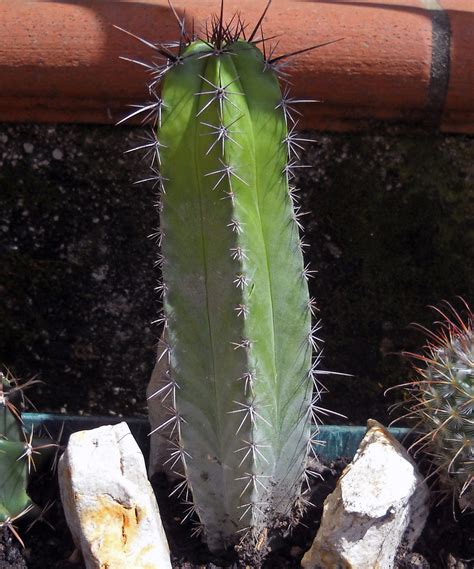 Opuntia Violacea Passioni Succulente