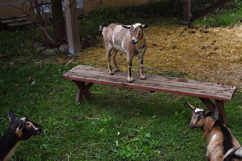 Goat Playground Ideas