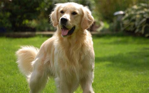 golden retriever dog breed information pictures