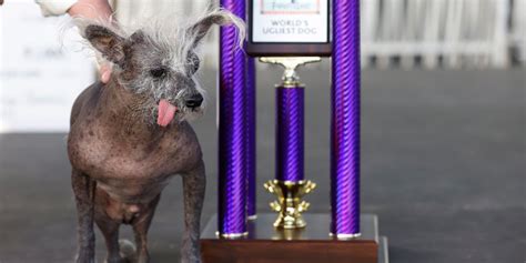 Worlds Ugliest Dogs This Years Champion And Winners Past Wsj