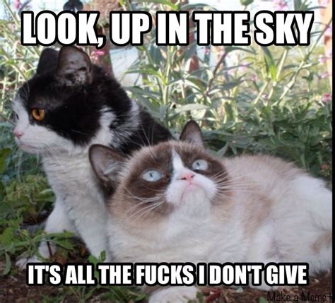 Grumpy cat, Funny animals, Cat memes