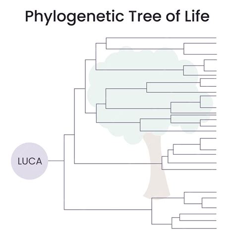 Premium Vector | Phylogenetic tree science vector illustration graphic ...