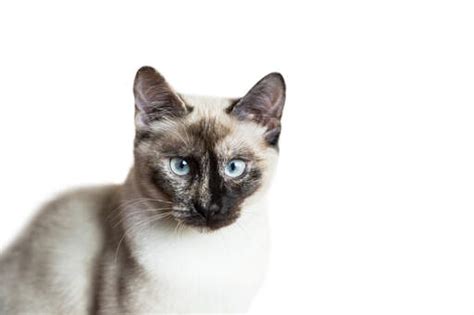 Siamese Tortie Pointed Cats Cat Breeds