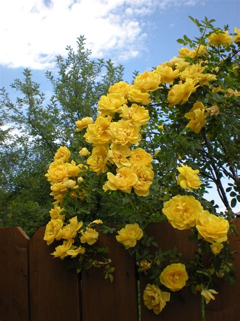 Плетистая роза желтая сорта (77 фото)