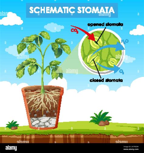 Diagram Showing Schematic Stomata Illustration Stock Vector Image And Art