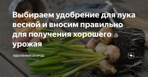Выбираем удобрение для лука весной и вносим правильно для получения ...