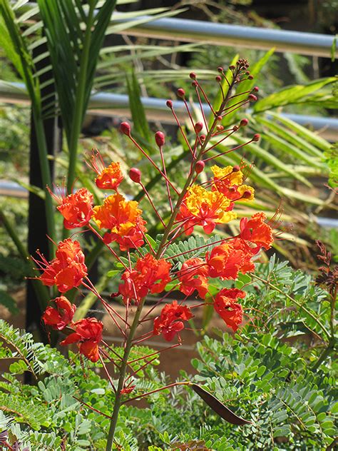 Trees With Orange Flowers In Texas Best Flower Site