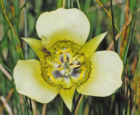 Gunnison S Mariposa Lily Plants Of Staunton State Park INaturalist